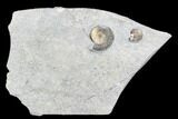 Ammonite (Promicroceras) Fossils - Lyme Regis #102887-1